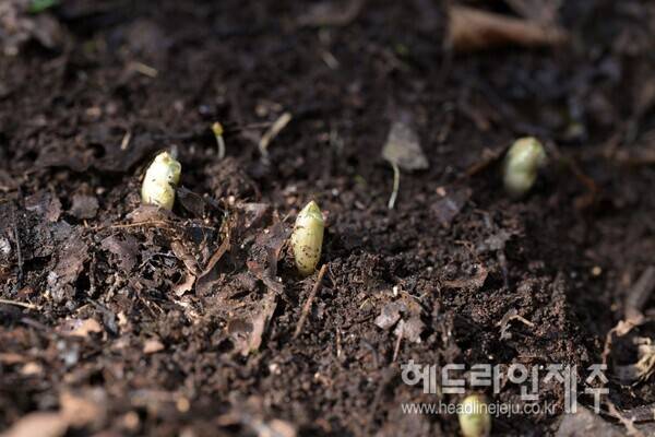개화 준비를 하고 있는 세복수초. (사진=산림청 국립산림과학원)