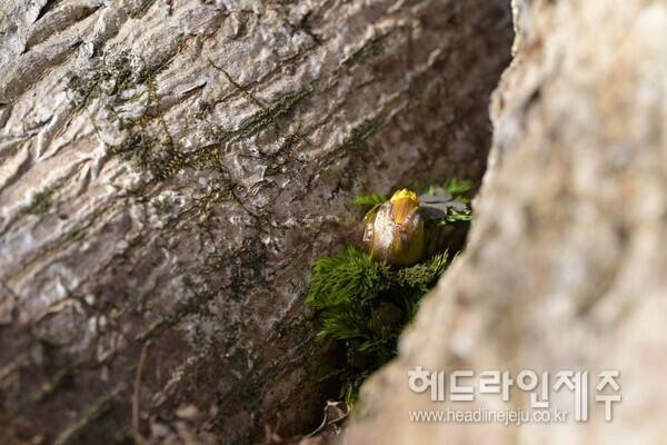 꽃 피울 준비를 하고 있는 세복수초. (사진=산림청 국립산림과학원)