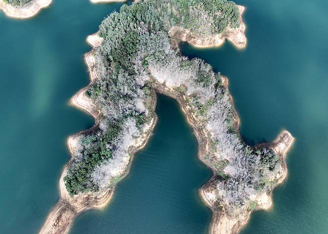 20일 경북 안동시 안동호에 정착해 텃새화된 민물가마우지의 개체수가 급격히 늘어나면서 배설물 피해로 인근 나무들이 잇따라 말라 죽어가고, 호수 주변 경관이 점점 흉물스럽게 변해가고 있다. /신현종 기자