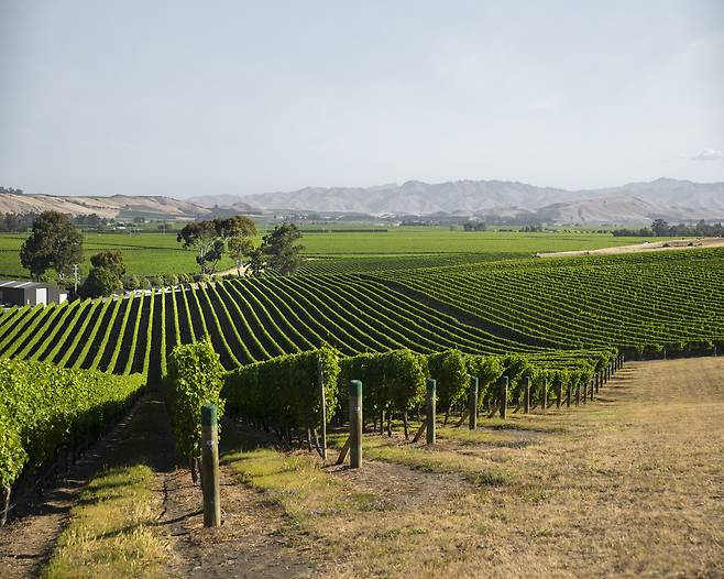 말보로 포도밭. 뉴질랜드와인협회