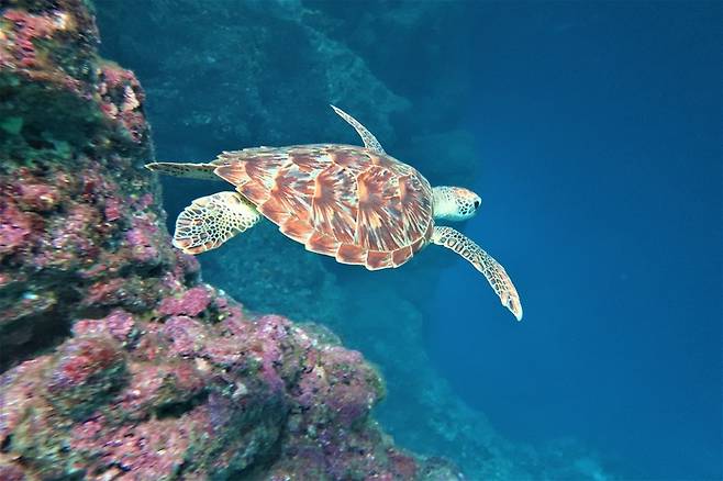 사이판 바다속을 헤엄치는 거북이.