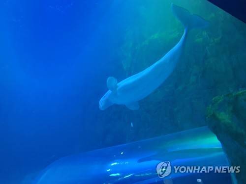 롯데월드 아쿠아리움에서 수영하는 벨루가 '벨라' [연합뉴스]