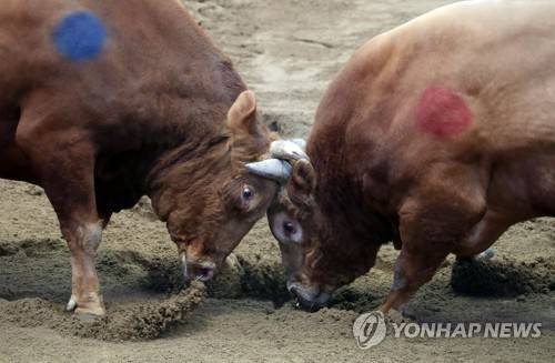 청도 소싸움 [연합뉴스 자료사진]