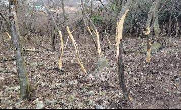 전남 영광군 안마도는 사슴 900여 마리가 서식하면서 나무껍질까지 먹어버려 산림이 황폐해지고 있다. 영광군 제공