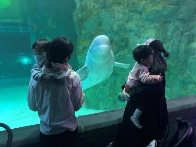 서울 송파구 롯데월드 아쿠아리움에서 7년째 홀로 살고 있는 벨루가 '벨라'가 관람객들에게 호기심을 보이고 있다. 고은경 기자