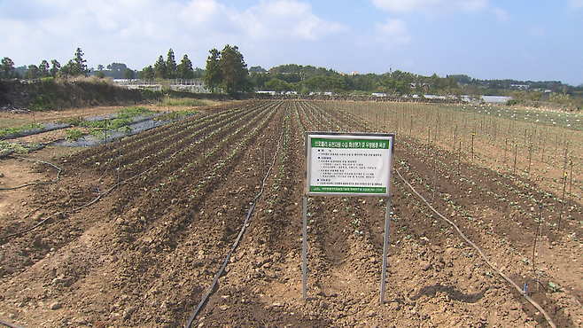농가 밭을 임대해 조성된 브로콜리 육종 연구 포장