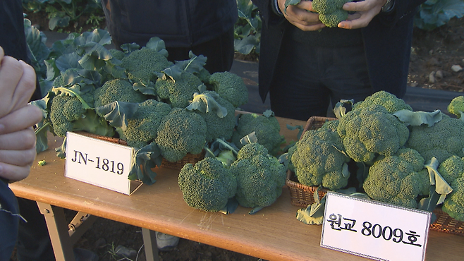 2012년 육종 연구를 통해 개발된 브로콜리 신품종 계통, 이 포장에서 1호 제주산 종자 삼다그린이 탄생했다.