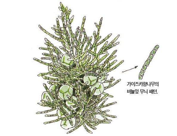 우리 주변 식물들의 비밀 이야기 70 가이즈카향나무