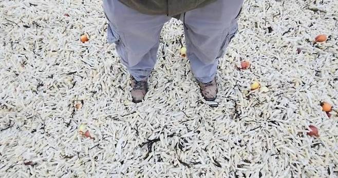 감자칩으로 가득한 해안가 [페이스북 '조엘 보니치' 캡처]