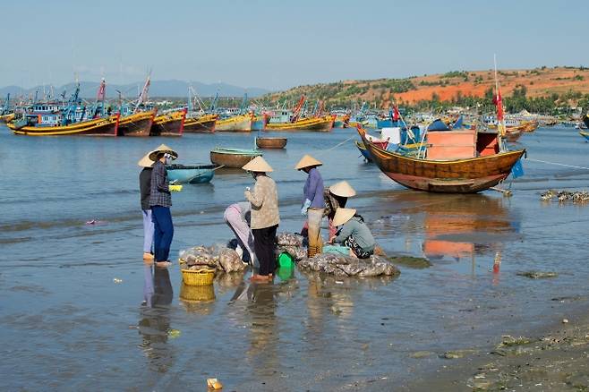 베트남 무이네 어촌에서 어민들이 갓 잡은 해산물을 분류하고 있다. 전통 어업 풍경이 남아 있는 해안 도시다. 123Rrf
