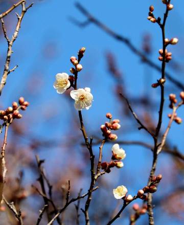 개화한 광양시 다압면 소학정 매화. 광양시 제공