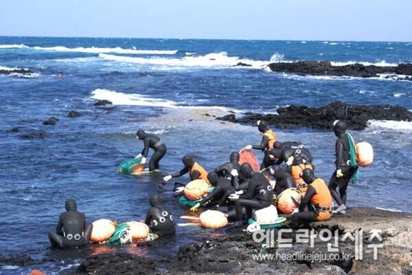 제주해녀의 고령화가 심화되면서 실제 바다에서 물질을 하며 생업을 영위하는 현직 해녀 비율이 30%대까지 낮아진&nbsp;나타났다. (사진=제주특별자치도)