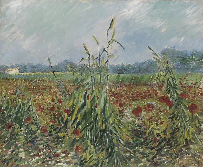 빈센트 반 고흐 '밀밭의 양귀비'(1887). 초대 바롱 에드몽 드 로스차일드의 딸 미리암 알렉산드린 드 로스차일드 컬렉션, 예루살렘 야드 하나디브의 기증. Photo©The Israel Museum, Jerusalem, by Elie Posner