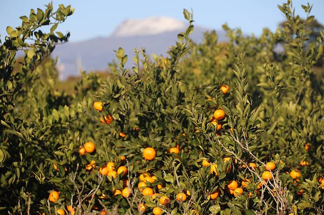 지난 6일 제주 서귀포시 남원읍에 있는 감귤밭 뒤로 보이는 한라산 정상에 눈이 쌓여 있다. 연합뉴스
