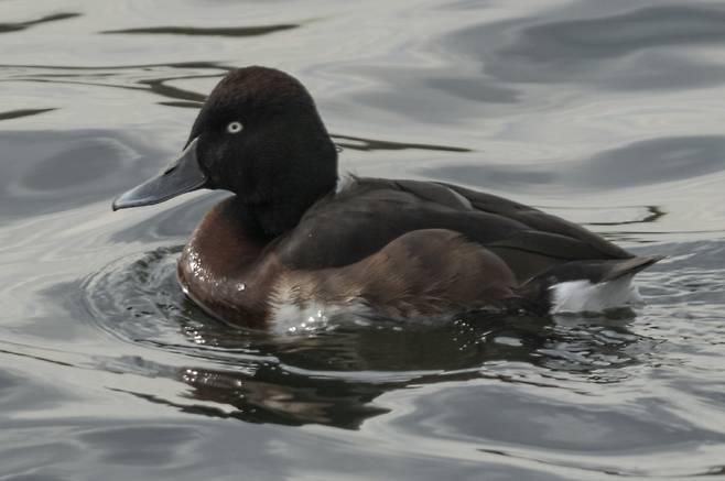 인천 굴천포서 최초 관찰된 멸종위기종 조류 붉은가슴흰죽지 [연합]