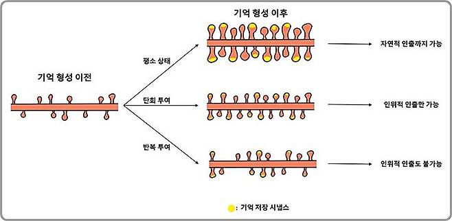 [대전=뉴시스] IBS 연구진이 엔그램 세포 간 시냅스 연결 강화가 기억 회상의 핵심 조건임을 규명했다. 학습 이후에는 기억을 저장하는 엔그램 세포들 사이의 시냅스 수가 증가하고 개별 시냅스를 이루는 구조도 커지는 변화가 나타나지만 단백질 합성을 반복적으로 억제하면 시냅스 수와 구조적 크기 증가가 모두 크게 준다.(사진=IBS 제공)  *재판매 및 DB 금지