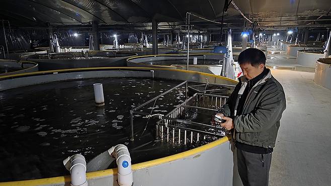 21일 오전 장흥군 대덕읍 한 민물장어 양식장에서 업체 관계자가 수조 내 수질(pH)과 장어 생육 상태를 점검하고 있다./주성학 기자