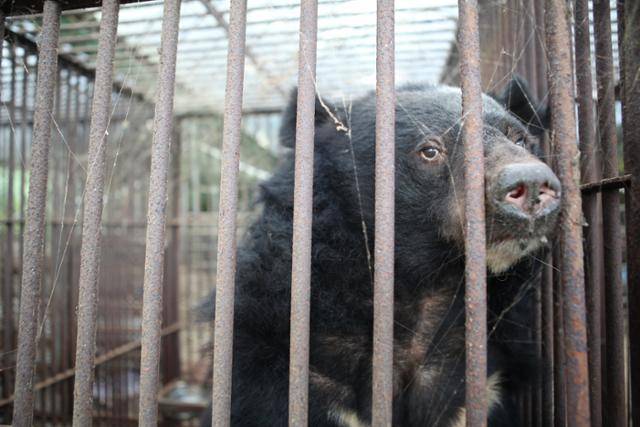 경기 연천군 농가에 살던 사육곰이 전남 구례군 곰 보호시설로 이송됐다. 동물자유연대 제공