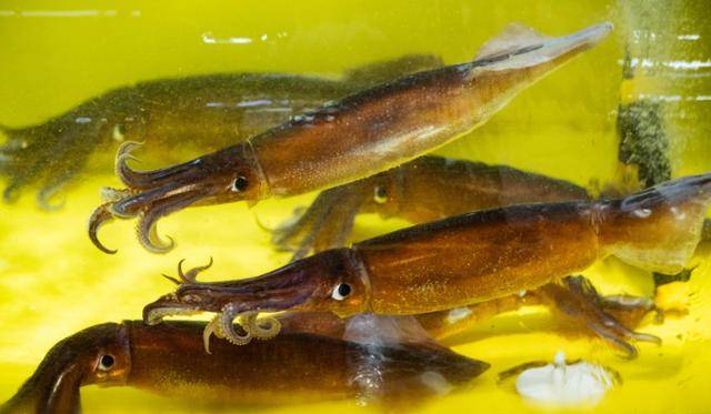 속초관광수산시장 수조에 오징어가 진열돼 있다.