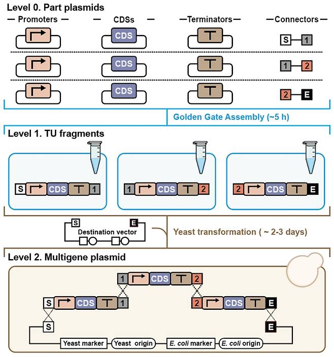 다중 TU 플라스미드 구축을 위한 EffiModular 전략의 개략적 개요. EffiModular는 골든 게이트 조립(GGA)과 효모 기반 상동 재조합을 통합하여 다중 유전자 구조체의 모듈식 조립을 가능하게 한다. 첫 번째 단계에서 Level 0 파트 플라스미드와 커넥터를 GGA를 통해 조립하여 Level 1 전사 단위(TU) 단편으로 조립한다. 각 TU 단편의 양 끝에는 재조합에 필요한 상동성을 제공하는 커넥터 서열(예: S–1, 1–2, 2–E)이 위치하게 된다. 이 TU 단편들은 선별 마커와 복제 원점을 포함하는 선형화된 벡터와 함께 형질전환된다. 효모 매개 상동 재조합은 이러한 단편들을 정의된 순서로 여러 TU를 포함하는 Level 2 플라스미드로 조립한다. 한국생명공학연구원