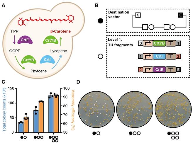 베타카로틴 생합성 경로를 이용한 EffiModular 시스템의 검증. CrtYB, CrtI, CrtE 유전자들의 도입을 통해 S. cerevisiae에서 베타카로틴 생합성 경로를 구축할 수 있음. CrtYB, CrtI, CrtE를 코딩하는 Level 1 TU 단편들과 선형화된 목적 벡터로, 벡터는 검은색 원으로 표시되며, Level 1 TU 파편들은 흰색 원으로 표시됨. 목적 벡터 대비 Level 1 TU 단편들의 다양한 몰 비율(1:1, 1:2, 1:4)에 따른 형질전환 결과의 정량적 분석으로, 총 콜로니 수와 조립 효율을 보여주며, 실제 실험 결과 목적 벡터 대비 Level 1 TU 단편들의 몰수가 증가할수록 전체 형질전환 효율 및 조립 효율이 비례적으로 증가하였으며, 1:4의 몰비율로 조립을 진행하였을 때 90%가 넘는 조립효율 확인. 한국생명공학연구원