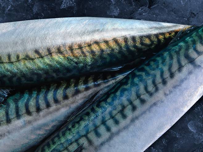 노르웨이산 고등어 (사진=노르웨이수산물위원회 제공).