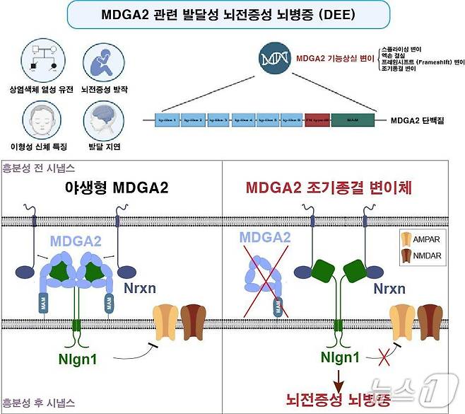 DGIST(대구경북과학기술원) 연구진이 발달성.뇌전증성 뇌병증의 발생 원인을 처음으로 밝혀냈다. 사진 위쪽은 'MDGA2' 변이의 상염색체 열성 유전 양식과 주요 임상 증상이며, 아래 그림은 흥분성 시냅스에서의 발병 기전을 나타낸다.(DGIST 제공)