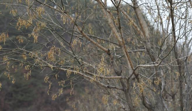 앙상한 가지에 겨우내 열매를 달고 있는 회화나무.
