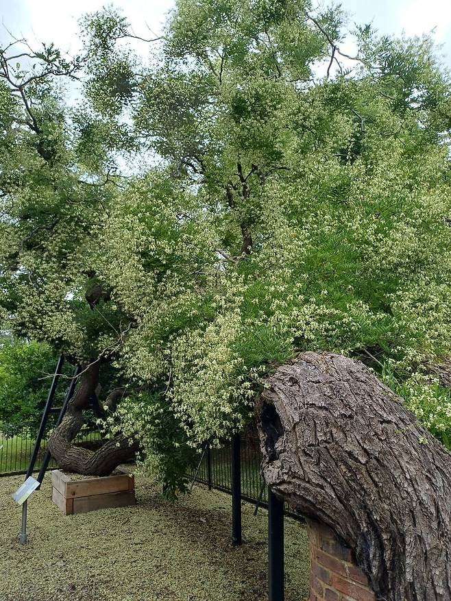 회화나무 고목. 출처: 영국큐왕립식물원
