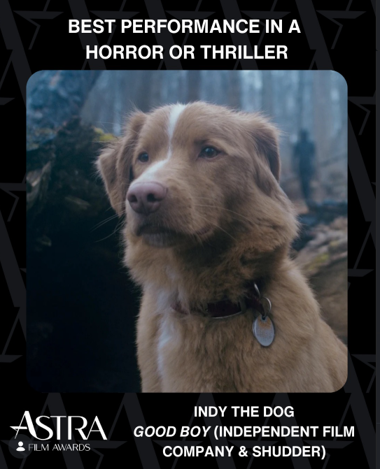 지난 9일 열린 '제9회 아스트라 필름 어워즈'에서 공포·스릴러 부문 최우수연기상은 영화 '굿 보이'의 주연을 맡은 개 '인디'에게 돌아갔다. 아스트라 필름 어워즈 인스타그램