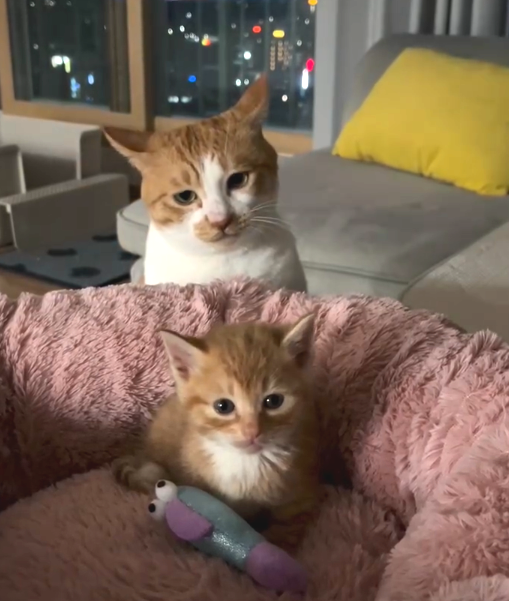 과연 10초 뒤, 어떤 잘면이 펼쳐질까요!? 보호자 제공