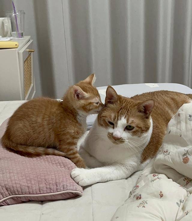 동동이와 뽀야의 투샷! 보호자 제공