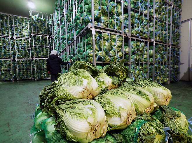 지난 12일 경기 파주시 김치가공 업체에서 관계자가 배추를 정리하고 있다. 정부는 수입배추에 대한 할당관세를 앞당겨 적용해 일반 소비자와 김치업계의 수요를 분산하고, 배추·무 공급을 확대하기로 했다.  /뉴스1