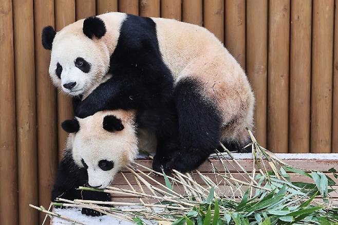 경기도 용인시 에버랜드에서 쌍둥이 판다 루이바오와 후이바오가 눈 쌓인 평상 위에서 장난치고 있다. 연합뉴스