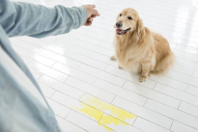 강원도 반려동물지원센터가 반려견 행동지도 교육 프로그램을 운영한다. 클립아트코리아