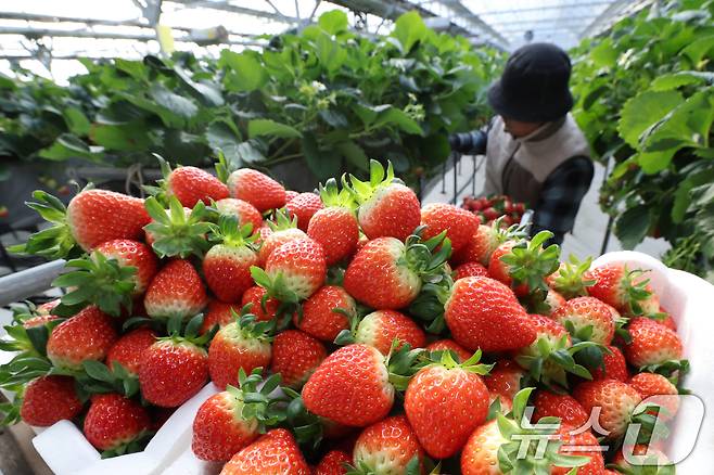 지난 12일 경기 화성시의 한 딸기농장에서 관계자가 딸기를 수확하고 있다. /뉴스1 ⓒ News1 김영운 기자