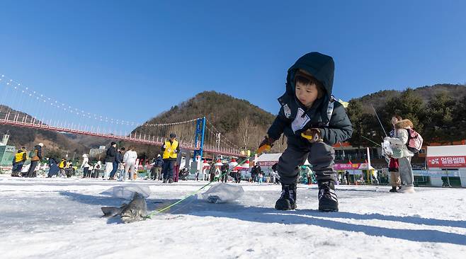 지난 21일 오전 강원도 화천군 ‘산천어 축제’ 현장. 이날 강추위에도 전국에서 4만3595명이 몰렸다. 대만에서 온 어린이 관광객이 낚아 올린 산천어를 바라보고 있다. 손에는 낚싯대를 들었다./김지호 기자