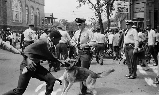 1963년 미국 앨라배마주 버밍햄에서 열린 민권운동 시위 중 경찰견이 한 고등학생에게 사납게 달려들고 있다. 앨라배마 기록역사부, 푸른길 제공