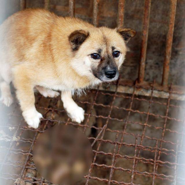 2015년 구조 당시 뜬장에서 지내던 단호박의 모습. 미처 뜬장 아래로 떨어지지 못한 단호박의 분변이 견사에 남아 있었다. 동물자유연대 제공