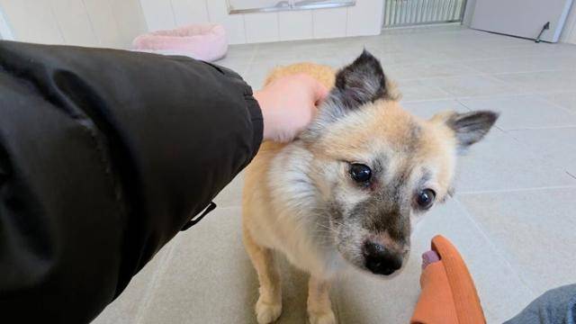 단호박은 평소 '꼬리 숨숨이'로 불릴 정도로 낯을 가렸다. 촬영 당일에도 뒷조사 전담팀의 손길을 애써 피하려는 단호박의 모습. 동그람이 정진욱