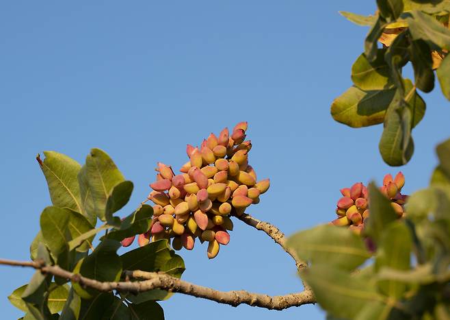 튀르키예 피스타치오 나무.[게티이미지뱅크]