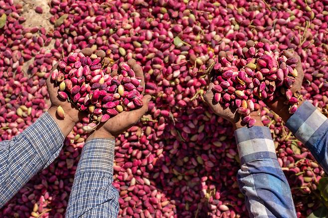 피스타치오.[게티이미지뱅크]