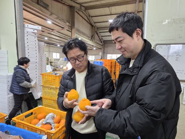 (왼쪽부터) 강공석 효돈농협 상무와 이정원 롯데백화점 청과&채소팀 치프바이어가 써니트 한라봉의 품질을 체크하고 있는 모습. 이용성 기자