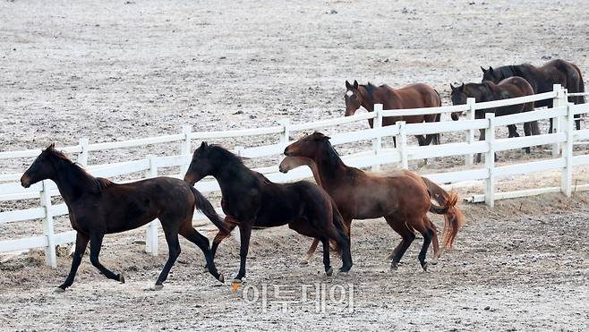 병오년(丙午年) 붉은 말의 해를 맞아 경기 고양 서삼릉 인근 한국마사회 원당종마목장에서 말들이 대지를 박차고 힘차게 달린다. (고이란 기자 photoeran@)