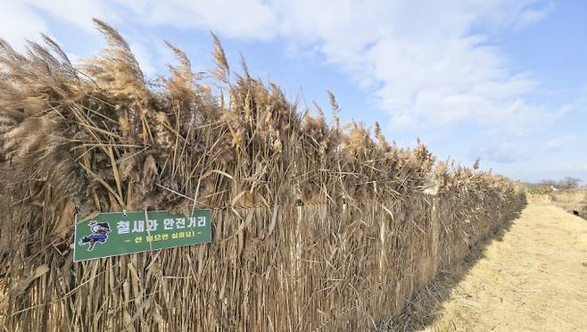 차량 불빛과 사람의 인기척에서 흑두루미를 보호하는 갈대 울타리. 도성만 제공