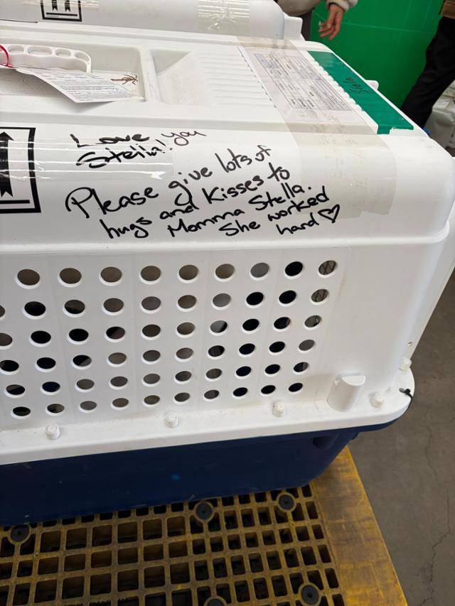 "스텔라에게 사랑을 주세요. 많이 안아주고 입 맞춰 주세요. 그동안 엄마로서 매우 힘들게 보내왔거든요." 배우 조쉬 뉴튼 씨가 스텔라의 이동장에 적은 문구. 동그람이 정진욱