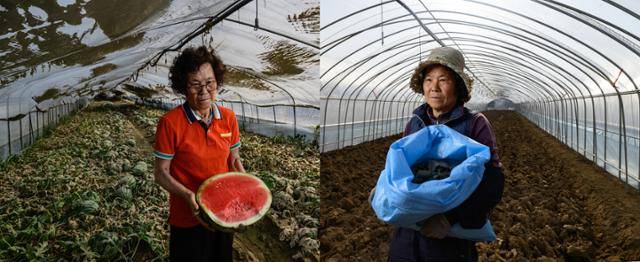 지난해 7월 24일, 수박 재배 농민 문차연(71·왼쪽 사진)씨가 뻘밭으로 변한 하우스에서 수확을 불과 일주일 앞두고 못 쓰게 된 수박을 들어 보이고 있다. 오른쪽 사진은 올해 1월 17일, 가족의 도움을 받아 새로 지은 시설 하우스에서 다시 밭을 갈고 있는 문 씨. 정부 지원금이 지급됐지만, 실질적인 피해액에 턱없이 모자랐다. 문씨는 “작년 여름 수해 이후로 생계가 끊어지면서 막막한 상황이 이어지고 있다”라고 털어놨다. 산청=하상윤 기자