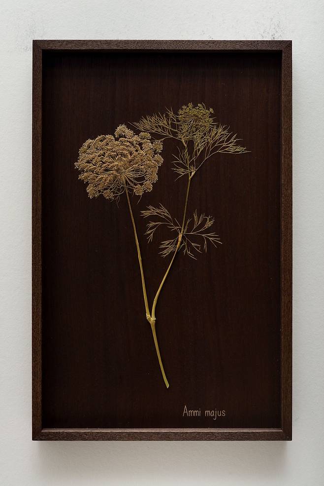 집 앞 산책길에서 만난 들꽃의 이름을 찾아주는 작품 ‘우리가 처음 만났을 때’. [사진 이치카와 야스시]