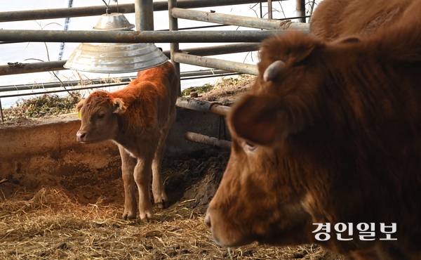 매서운 한파가 이어진 지난 22일 화성시의 한 축사에서 송아지가 전기난로를 쬐고 있다. 2026.1.22 /최은성기자 ces7198@kyeongin.com