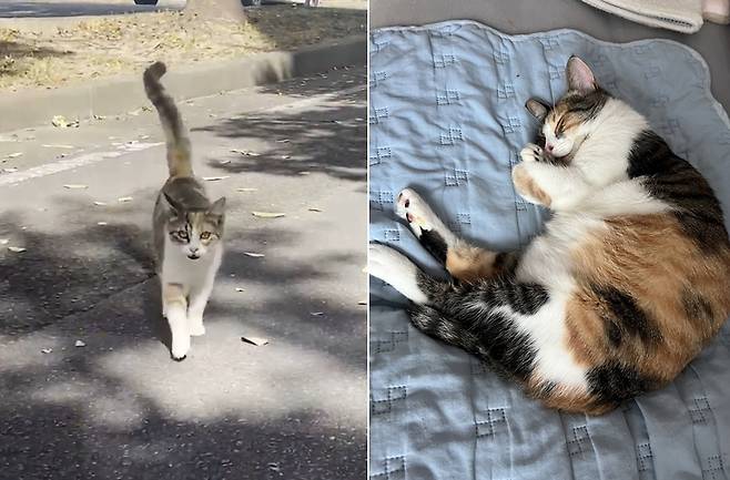 수진 씨가 타 지역으로 이동한 후 1년 뒤 찾아가자 알아보고 달려와 반기는 삼순이(왼쪽)와 입양 후의 모습(강수진 제공) ⓒ 뉴스1